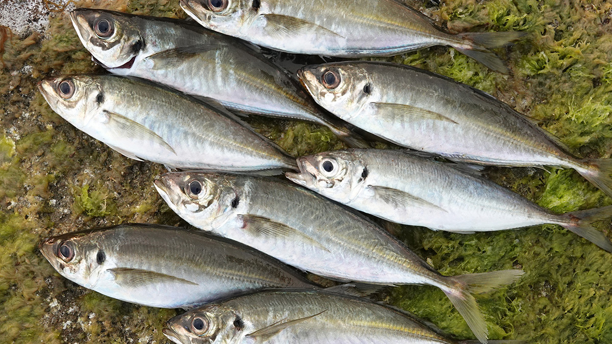 サビキ釣りとは｜時期や餌、仕掛け・釣り方のコツを初心者向け解説 | 魚種別釣りガイド